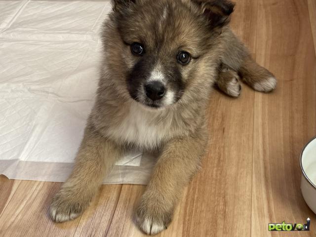 Отдам в дар: Щенок ищет дом фото2