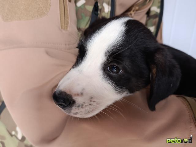 Отдам в дар: Гуф ищет семью  фото2