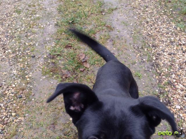 Потерялся/Нашелся: Найден на железнодорожной платформа 73 км Рижского направления фото2