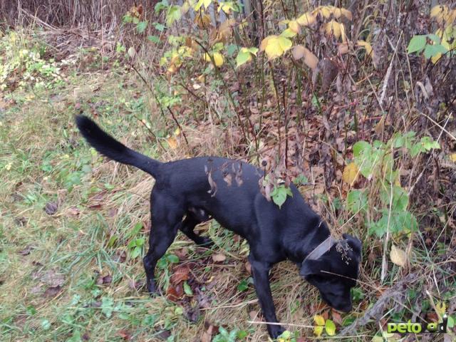 Потерялся/Нашелся: Найден на железнодорожной платформа 73 км Рижского направления фото3