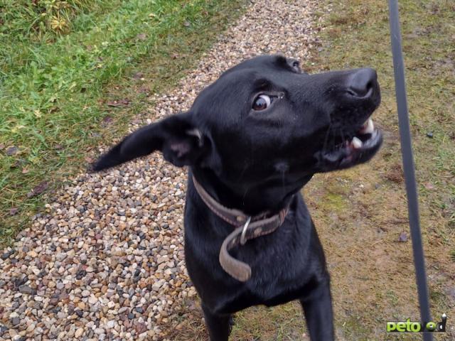 Потерялся/Нашелся: Найден на железнодорожной платформа 73 км Рижского направления фото4