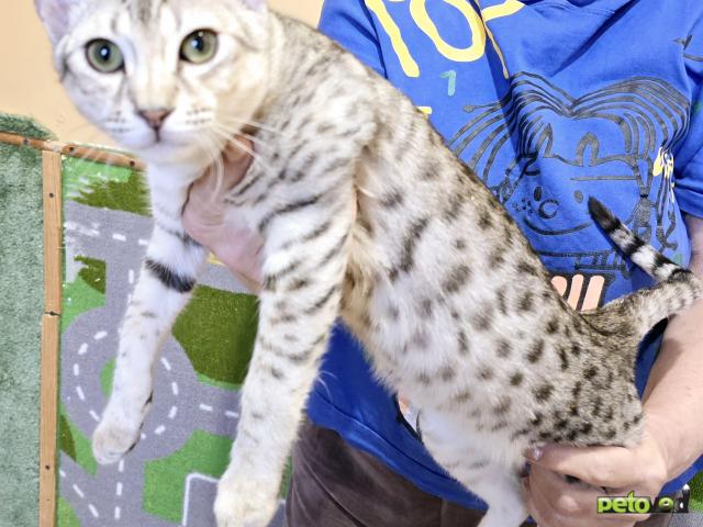 Продаю: Котята Саванна сбт фото2