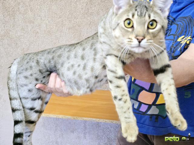 Продаю: Котята Саванна сбт фото3