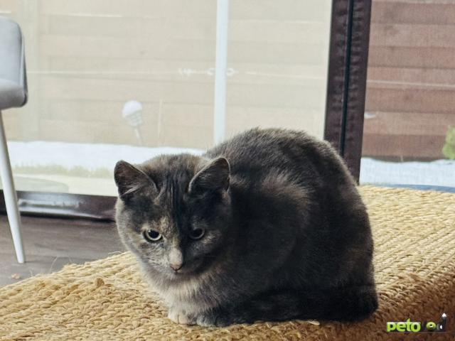 Отдам в дар: Четыре котенка ищут дом  фото2