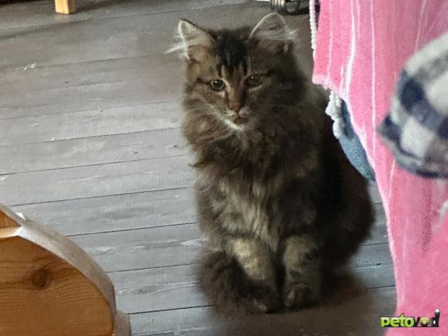 Отдам в дар: Четыре котенка ищут дом  фото3