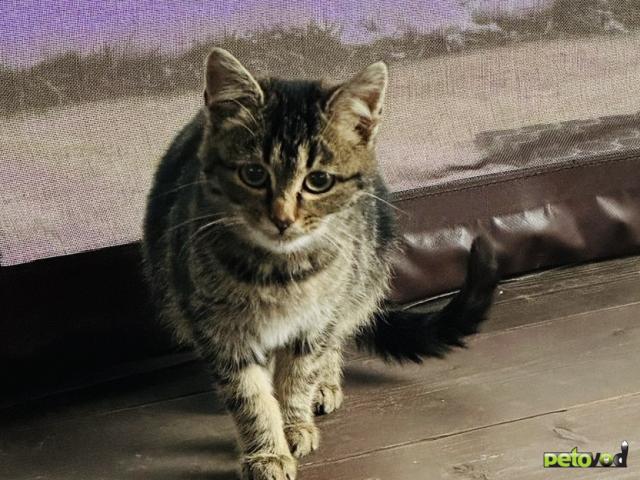 Отдам в дар: Четыре котенка ищут дом  фото4