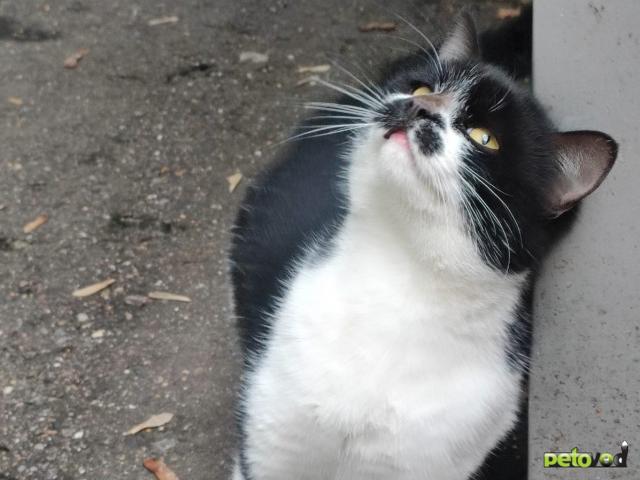 Продаю: Ищем дом чудесному мальчику фото2