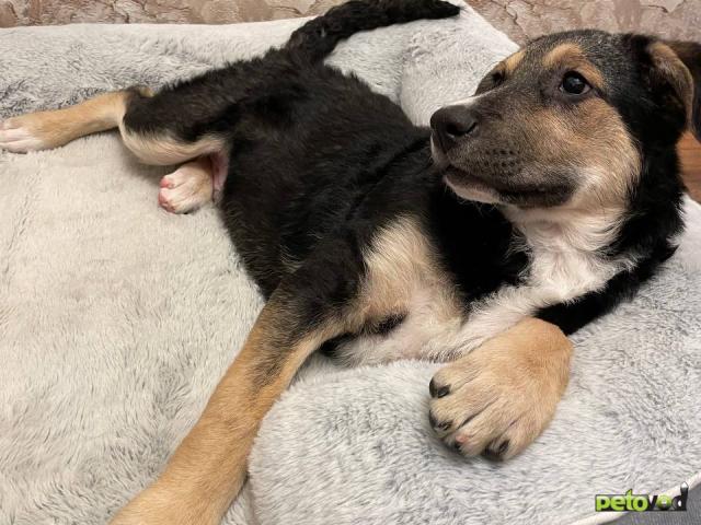 Отдам в дар: Малыш Джери ищет любящий домик фото2