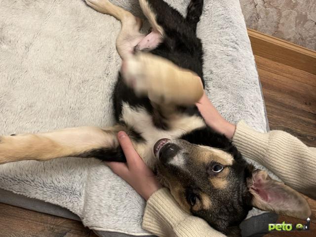 Отдам в дар: Малыш Джери ищет любящий домик фото3