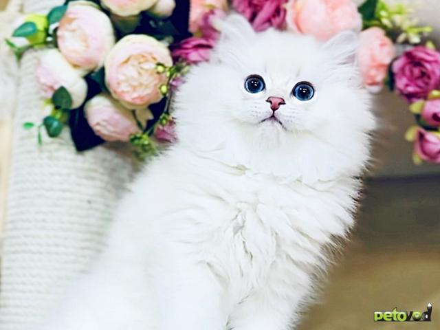 Продаю: Британские белоснежки котята длинношерстная шиншилла фото2