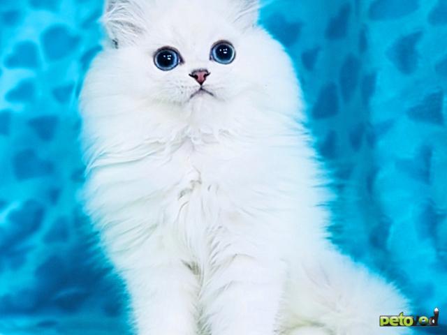 Продаю: Британские белоснежки котята длинношерстная шиншилла фото3