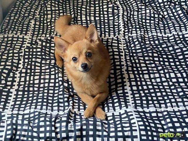 Отдам в дар: Собака в добрые руки  фото2