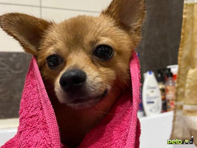 Отдам в дар: Собака в добрые руки  фото3