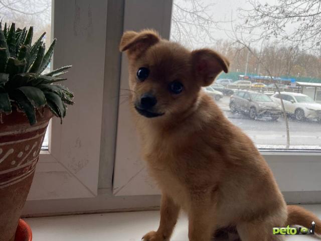 Отдам в дар: Собака в добрые руки  фото4