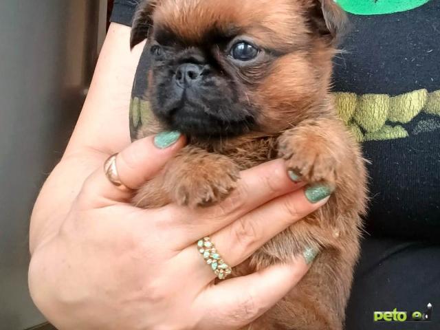 Продаю: Мальчик пти-брабансон рыжего окраса фото2