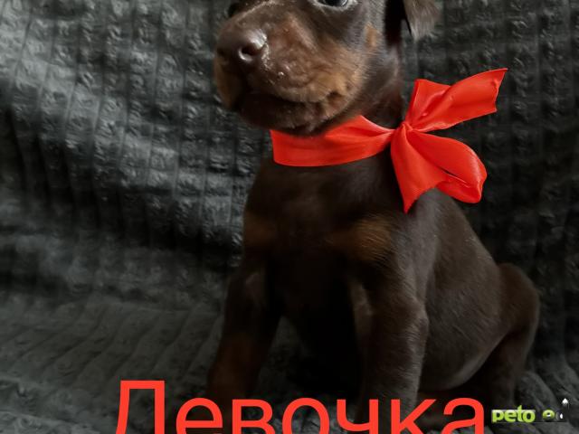 Продаю: Щенки добермана  фото2