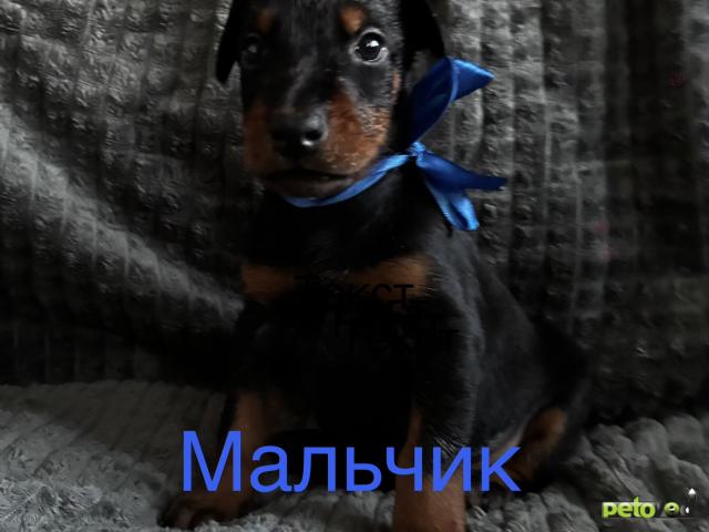 Продаю: Щенки добермана  фото3
