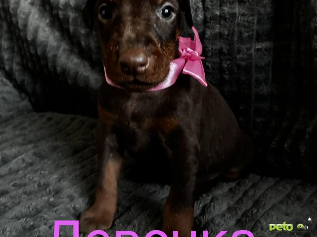 Продаю: Щенки добермана  фото4