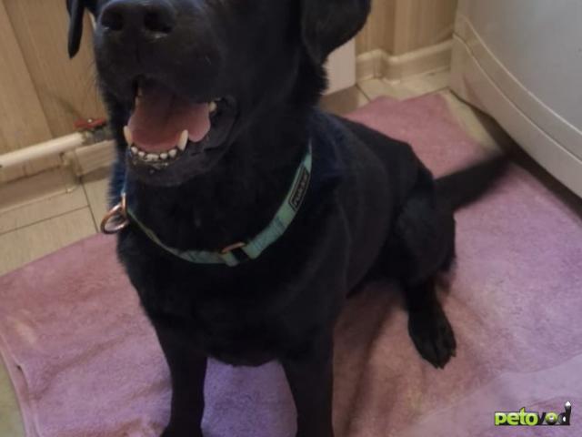 Отдам в дар: Дэни ищет семью фото2