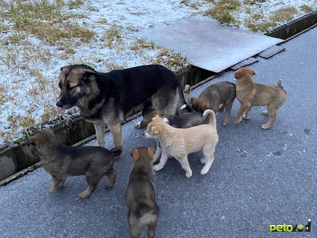 Отдам в дар: Щенки в добрые руки фото2