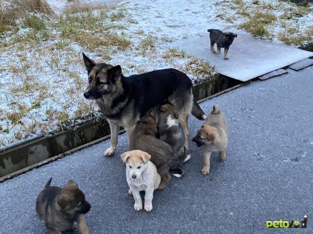 Отдам в дар: Щенки в добрые руки фото3