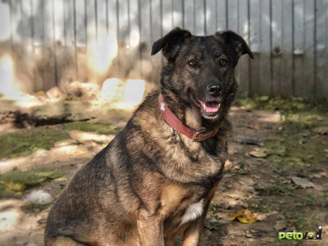 Отдам в дар: Очаровательная Герда ищет дом фото2