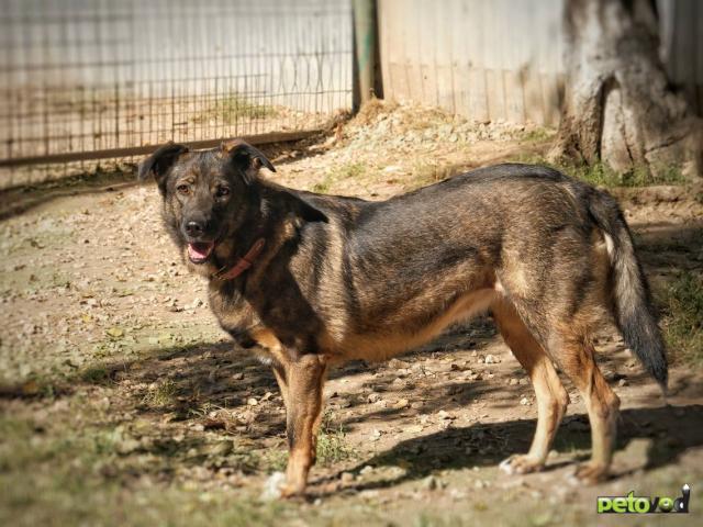 Отдам в дар: Очаровательная Герда ищет дом фото3