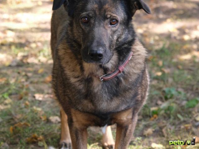 Отдам в дар: Очаровательная Герда ищет дом фото4