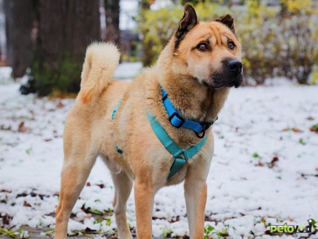 Отдам в дар: Мини шарпей Москва фото2