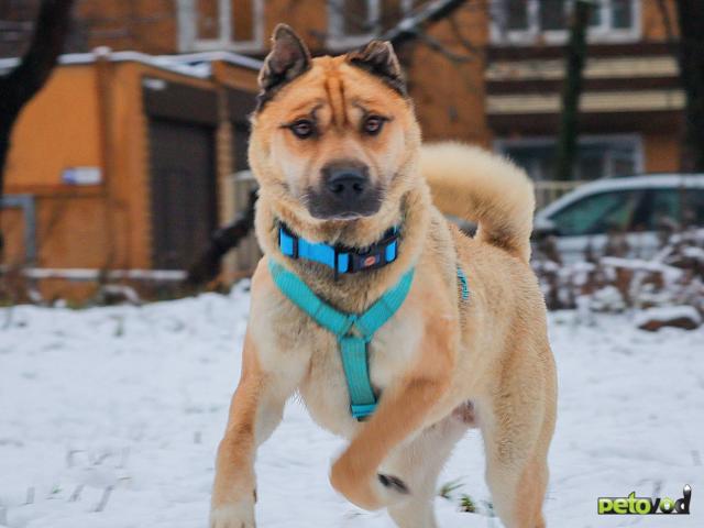 Отдам в дар: Мини шарпей Москва фото3