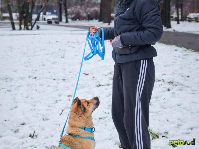 Отдам в дар: Мини шарпей Москва фото4