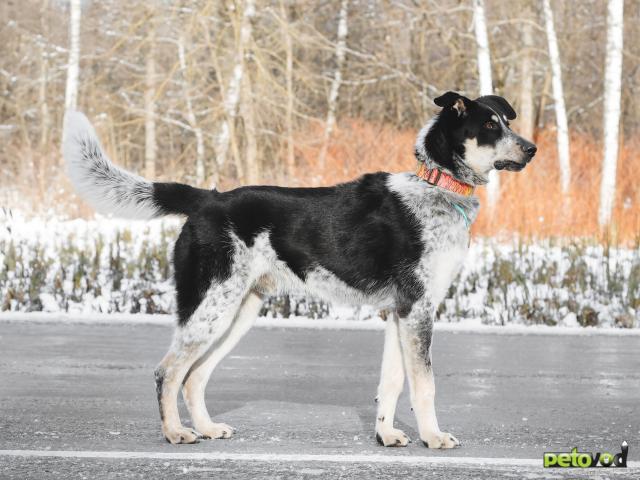 Отдам в дар: Невероятный Любимчик ищет дом фото2