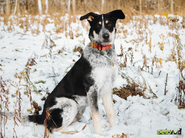 Отдам в дар: Невероятный Любимчик ищет дом фото3