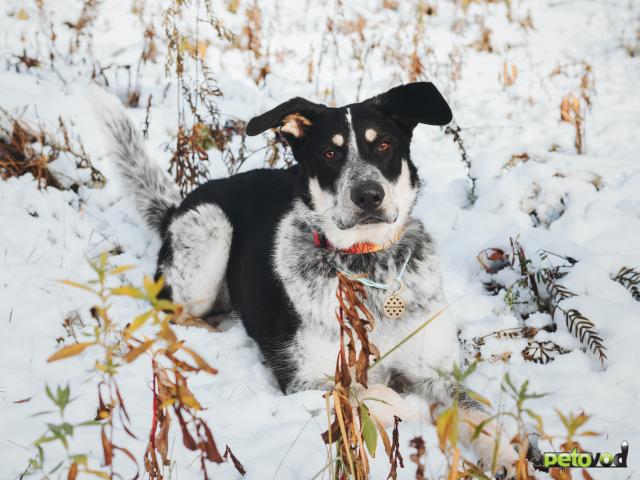 Отдам в дар: Невероятный Любимчик ищет дом фото4