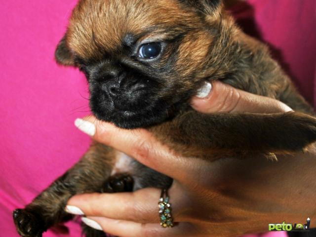 Продаю: Пти-брабансон рыжая девочка фото2