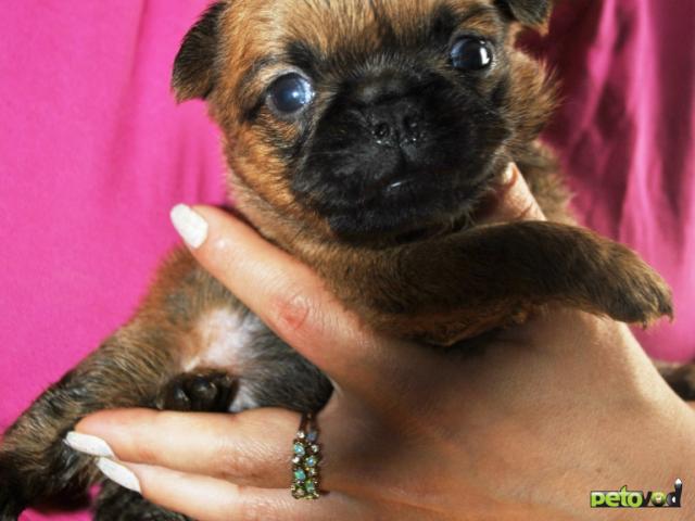 Продаю: Пти-брабансон рыжая девочка фото3