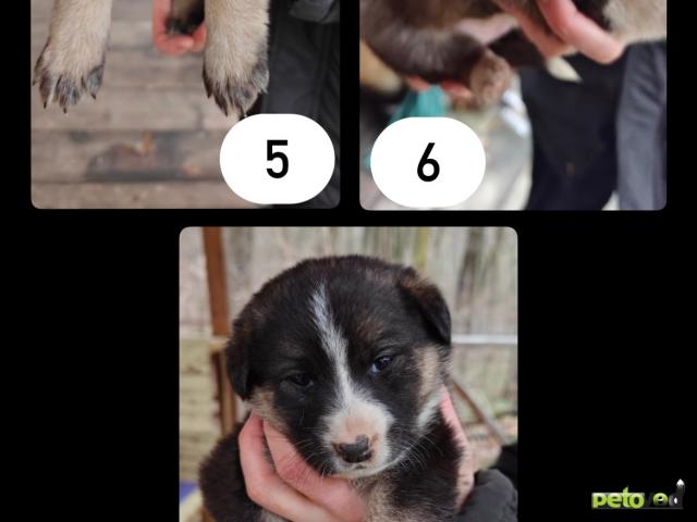 Отдам в дар: Щенки (дворняжки) ищут дом фото2