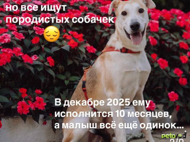 Отдам в дар: Очаровательный Олли ищет дом фото2