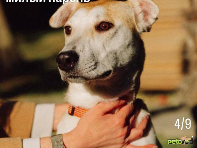 Отдам в дар: Очаровательный Олли ищет дом фото3