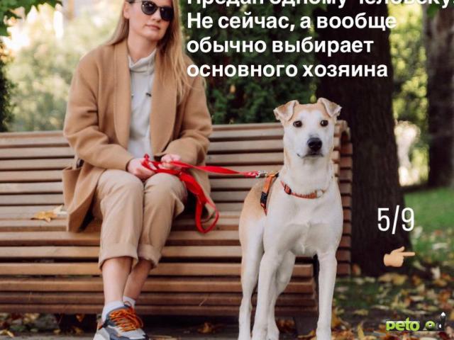 Отдам в дар: Очаровательный Олли ищет дом фото4