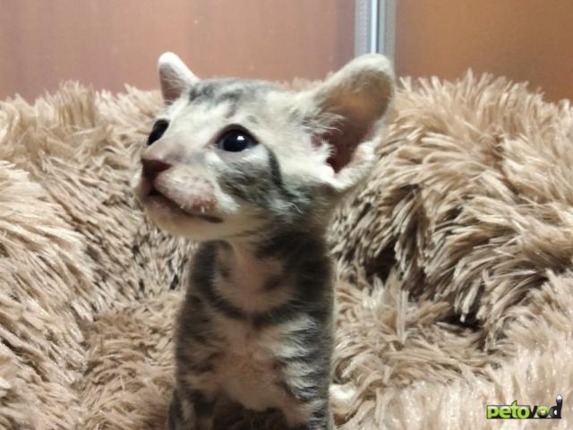 Продаю: Котята породы Корниш-рекс редких окрасов фото2