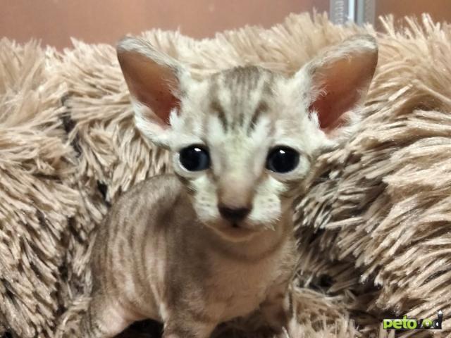 Продаю: Котята породы Корниш-рекс редких окрасов фото3