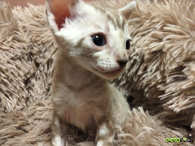 Продаю: Котята породы Корниш-рекс редких окрасов фото4