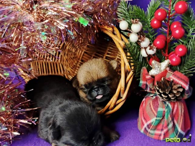 Продаю: Девочки пти-брабансоны фото2