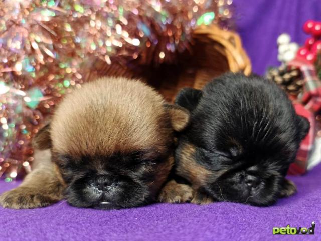 Продаю: Девочки пти-брабансоны фото3