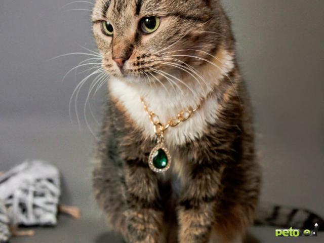 Отдам в дар: Сати фото2