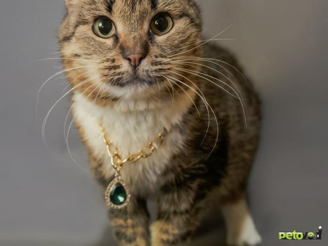 Отдам в дар: Сати фото3