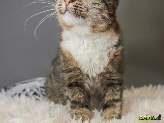 Отдам в дар: Сати фото4