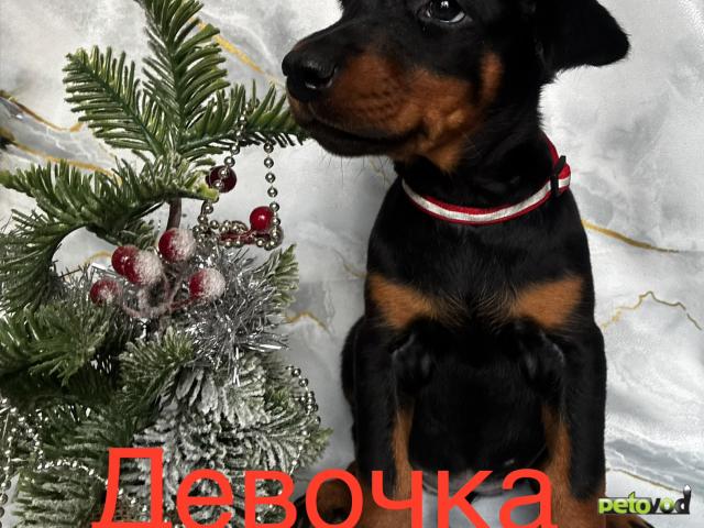 Продаю: Щенки добермана  фото2