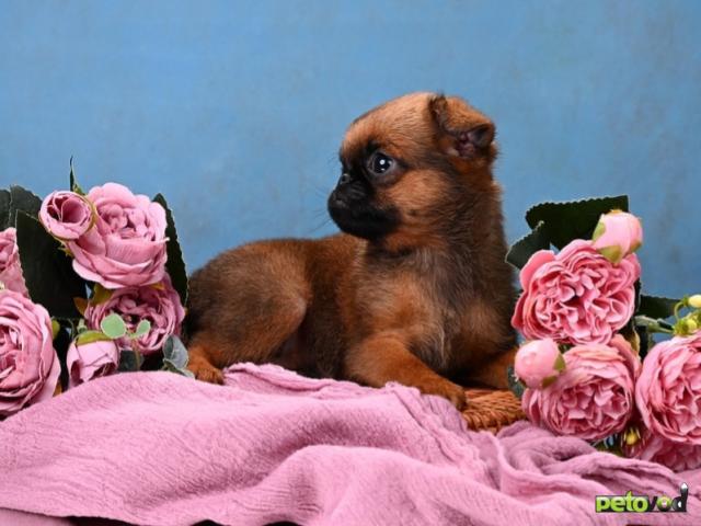 Продаю: Мини девочка пти-брабансон фото2